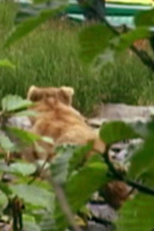 Quincy the Bear