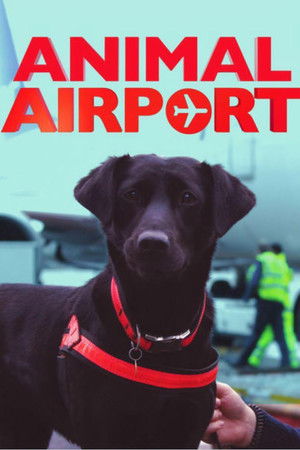 Animal Airport Animal Airport