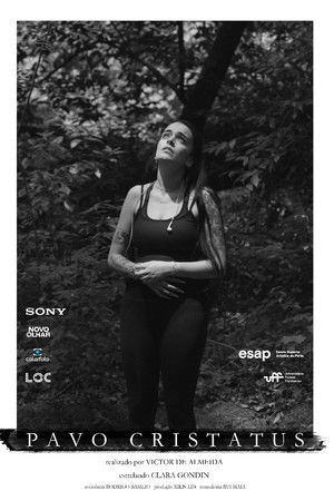 Pavo Cristatus