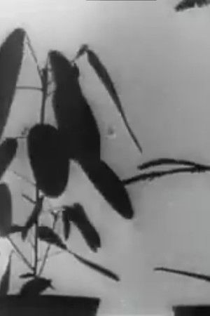 Kinematographische Studien an Impatiens, Vicia, Tulipa, Mimosa und Desmodium von W. Pfeffer (1898-1900)