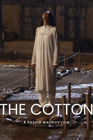 Cotton Cotton
