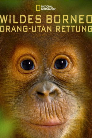 Orangutan Rescue - Back to The Wild Orangutan Rescue - Back to The Wild