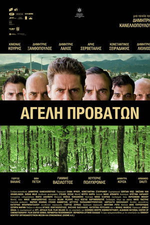 Pack of Sheep Pack of Sheep