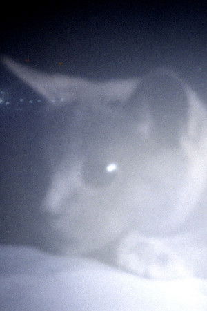 Somos animales Somos animales