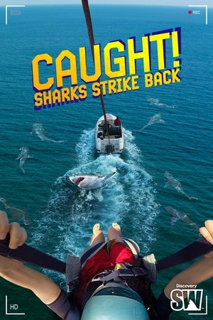 Caught! Sharks Strike Back Caught! Sharks Strike Back
