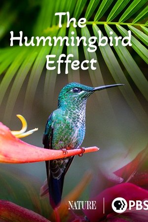 The Hummingbird Effect The Hummingbird Effect