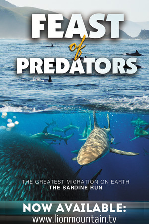 Feast of Predators Feast of Predators