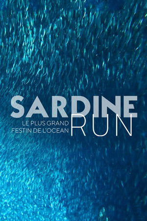 Sardine Run, le plus grand festin de l'océan Sardine Run, le plus grand festin de l'océan