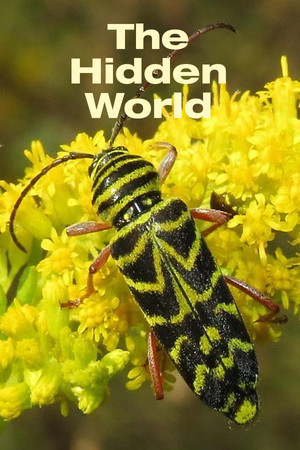 The Hidden World The Hidden World