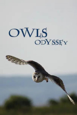 Owl's Odyssey Owl's Odyssey