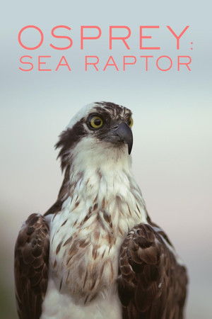 Osprey: Sea Raptor Osprey: Sea Raptor