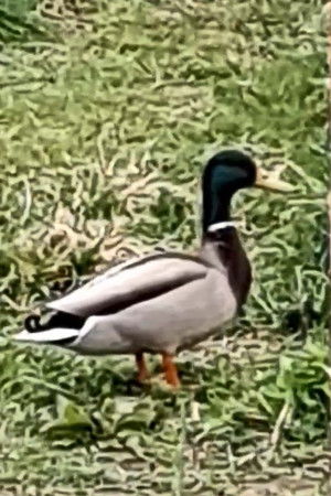 nature film nature film