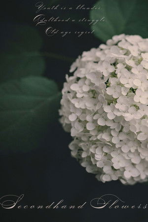 Secondhand Flowers Secondhand Flowers