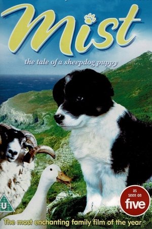 Border Collie Sheepdogs – Off Duty!