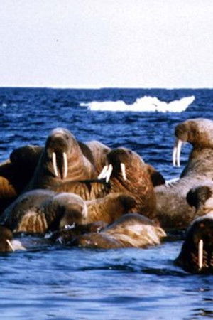 Edge of Ice Edge of Ice