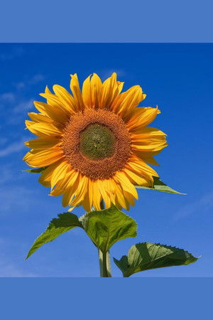 Yellow Valley Gardens Yellow Valley Gardens