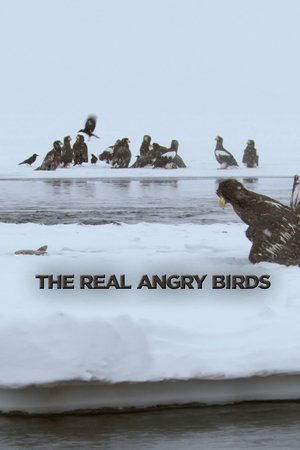The Real Angry Birds