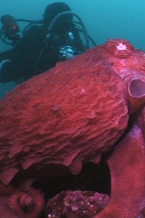 Animal Instincts - When Monsters Call - The Bizarre Water-World of Noto Peninsula, Japan Animal Instincts - When Monsters Call - The Bizarre Water-World of Noto Peninsula, Japan