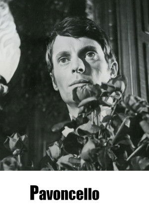 Pavoncello Pavoncello