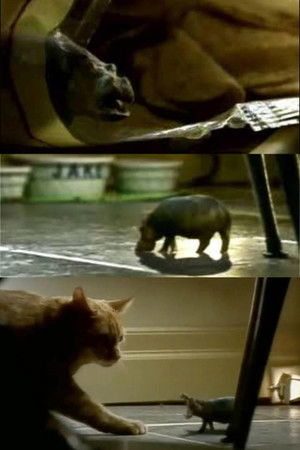 North American House Hippo North American House Hippo