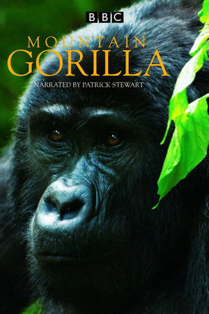 Mountain Gorilla Mountain Gorilla