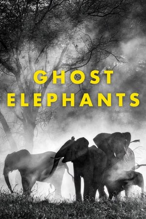 Ghost Elephants Ghost Elephants