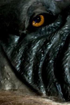 The Werewolf of Chatsford The Werewolf of Chatsford