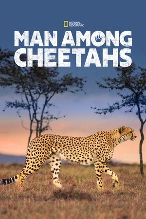 Man Among Cheetahs Man Among Cheetahs