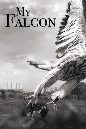 My Falcon