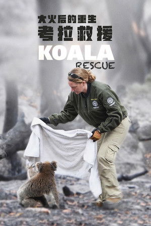 Koala Rescue Koala Rescue