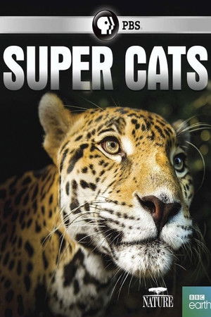 Super Cats Super Cats