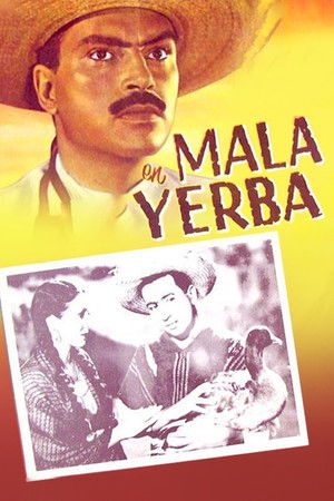 Mala yerba Mala yerba