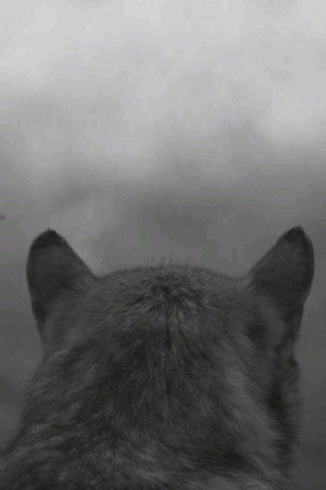 From the Mountain From the Mountain