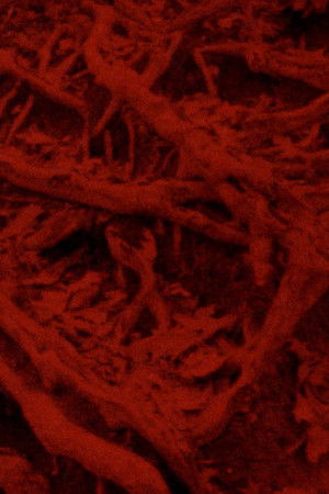 Language of the Entrails Language of the Entrails