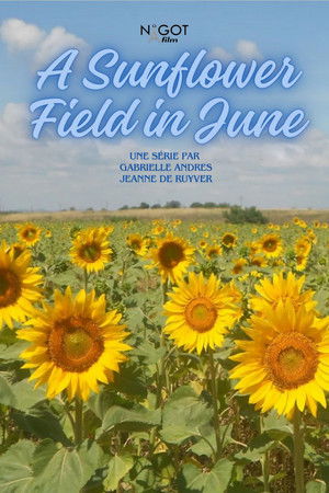 A Sunflower Field in June A Sunflower Field in June