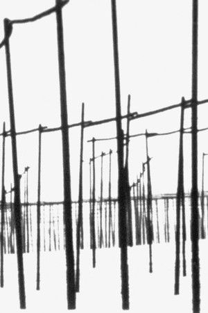 Der weiße Hopfengarten Der weiße Hopfengarten