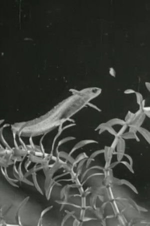 The Life Cycle of the Newt The Life Cycle of the Newt