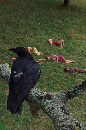 The Bird Game The Bird Game