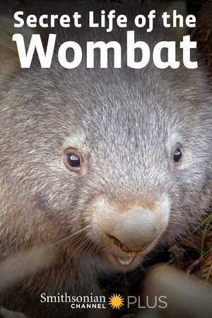 Secret Life of the Wombat Secret Life of the Wombat