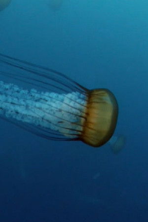 Scarlet Medusa Scarlet Medusa