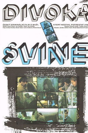 Divoká svině Divoká svině