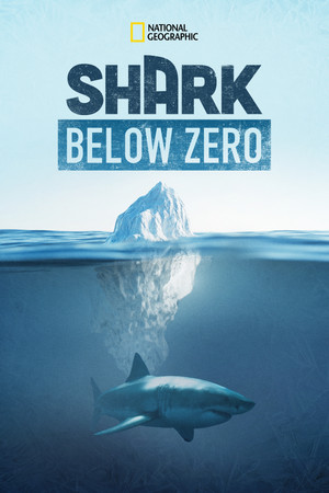 Shark Below Zero Shark Below Zero