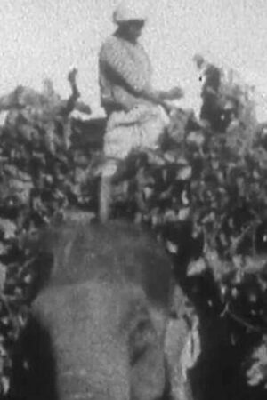 Indian Elephants in the Service of Man Indian Elephants in the Service of Man