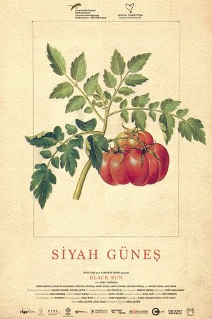 Black Sun Black Sun