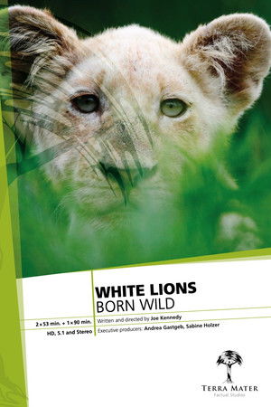 White Lions Born Wild