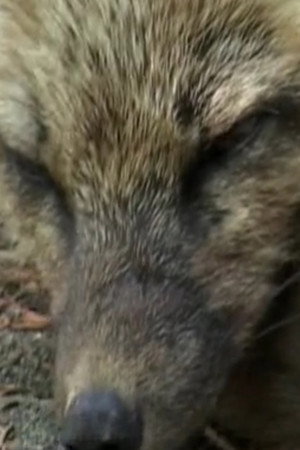Iris the Fox