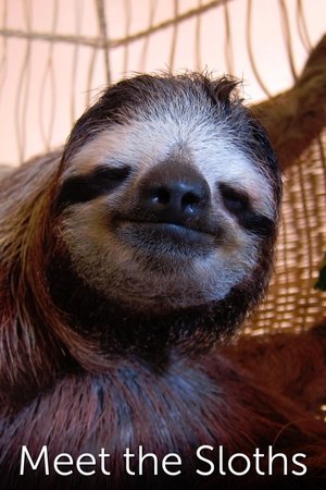 Meet the Sloths Meet the Sloths