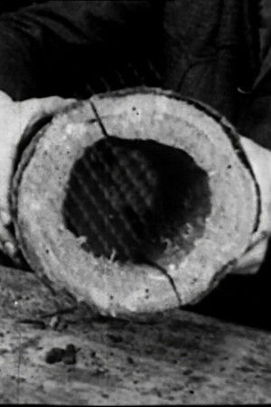 The Bird and Us The Bird and Us