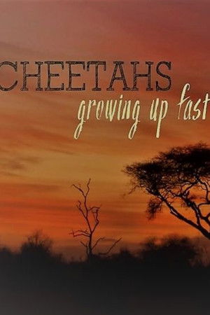 Cheetahs: Growing Up Fast Cheetahs: Growing Up Fast