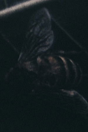 Morte all'orecchio di Van Gogh Morte all'orecchio di Van Gogh